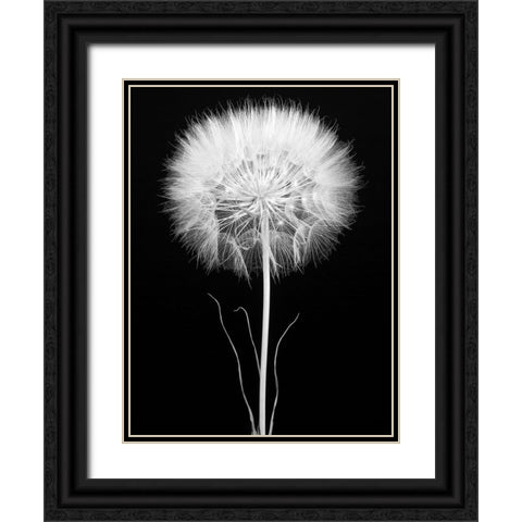 Salsify Black Ornate Wood Framed Art Print with Double Matting by Rosenthal, Berry