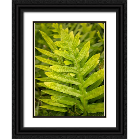 Fern Examination I Black Ornate Wood Framed Art Print with Double Matting by Head, Danny