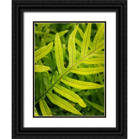 Fern Examination II Black Ornate Wood Framed Art Print with Double Matting by Head, Danny