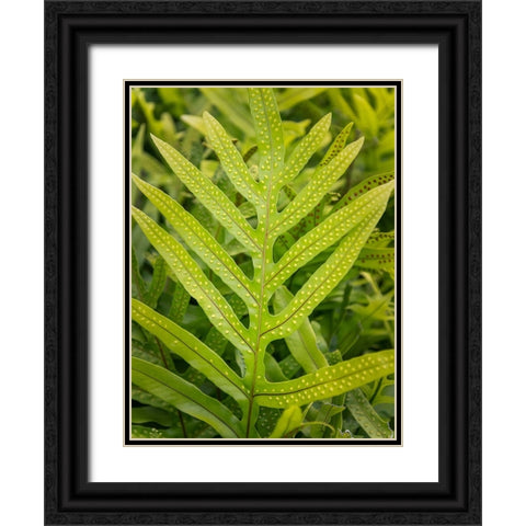 Fern Examination III Black Ornate Wood Framed Art Print with Double Matting by Head, Danny