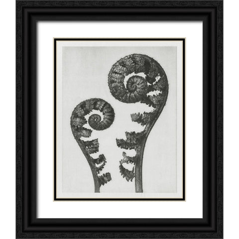 Blossfeldt Fern I Black Ornate Wood Framed Art Print with Double Matting by Blossfeldt, Karl