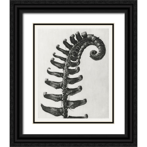 Blossfeldt Fern II Black Ornate Wood Framed Art Print with Double Matting by Blossfeldt, Karl