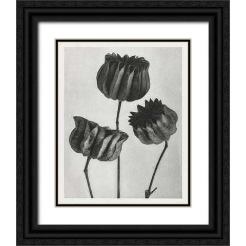 Blossfeldt Trio II Black Ornate Wood Framed Art Print with Double Matting by Blossfeldt, Karl