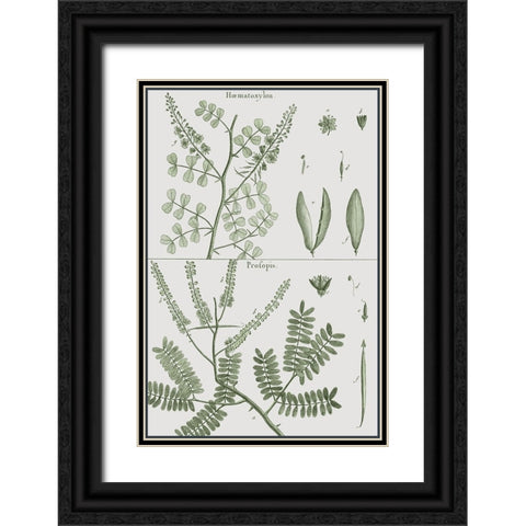 Antique Ferns Revival II Black Ornate Wood Framed Art Print with Double Matting by Dedirot