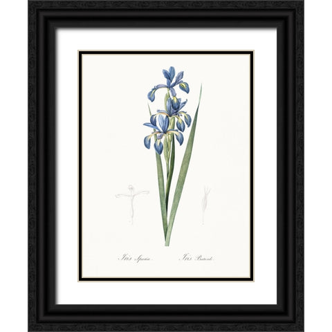 Delicate Iris I Black Ornate Wood Framed Art Print with Double Matting by Redoute, Pierre