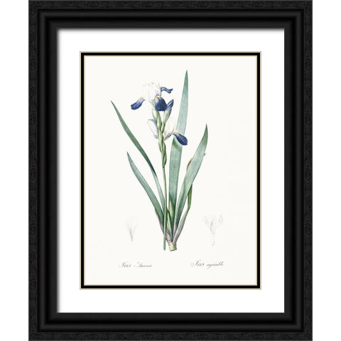 Delicate Iris II Black Ornate Wood Framed Art Print with Double Matting by Redoute, Pierre