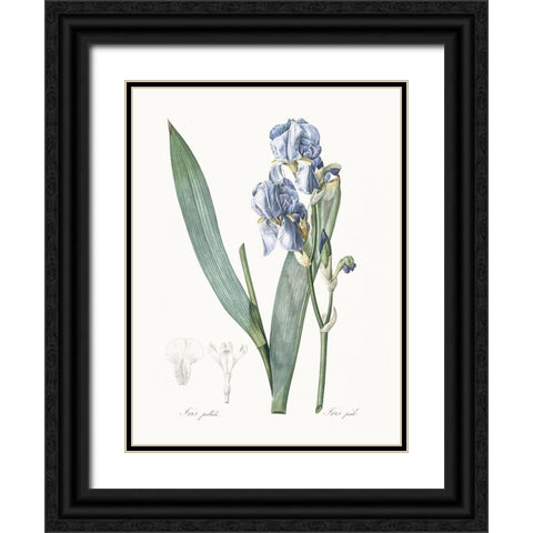 Delicate Iris III Black Ornate Wood Framed Art Print with Double Matting by Redoute, Pierre