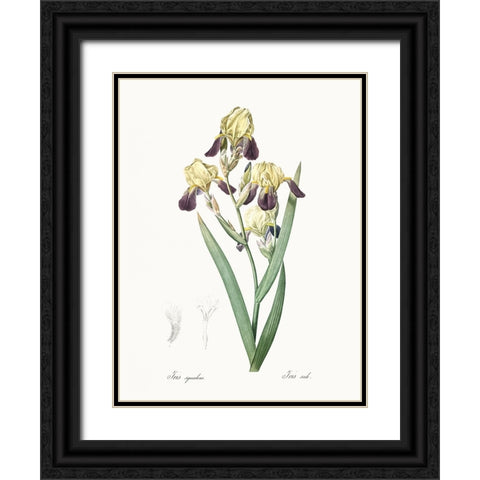 Delicate Iris IV Black Ornate Wood Framed Art Print with Double Matting by Redoute, Pierre