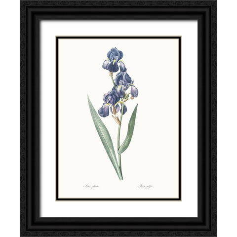 Delicate Iris V Black Ornate Wood Framed Art Print with Double Matting by Redoute, Pierre
