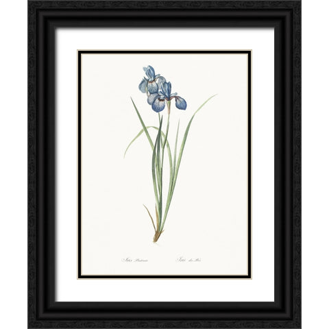 Delicate Iris VII Black Ornate Wood Framed Art Print with Double Matting by Redoute, Pierre