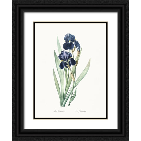 Delicate Iris VIII Black Ornate Wood Framed Art Print with Double Matting by Redoute, Pierre