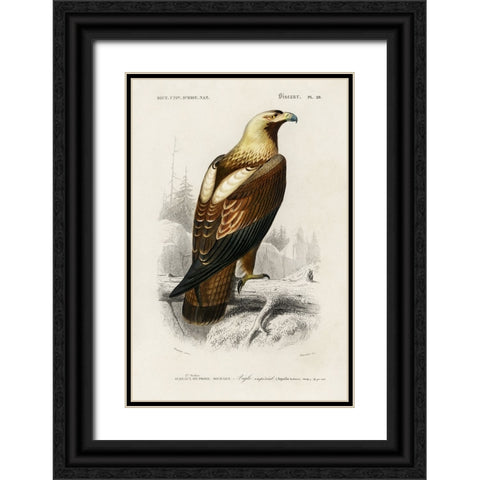 dOrbigny Raptor I Black Ornate Wood Framed Art Print with Double Matting by DOrbigny, M. Charles