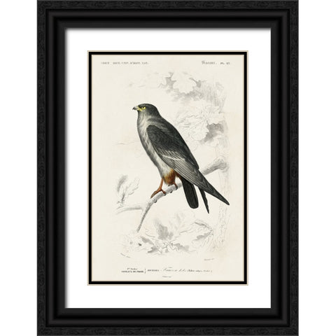 dOrbigny Raptor II Black Ornate Wood Framed Art Print with Double Matting by DOrbigny, M. Charles