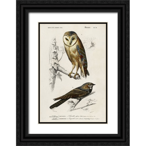 dOrbigny Raptor III Black Ornate Wood Framed Art Print with Double Matting by DOrbigny, M. Charles