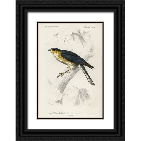 dOrbigny Raptor IV Black Ornate Wood Framed Art Print with Double Matting by DOrbigny, M. Charles