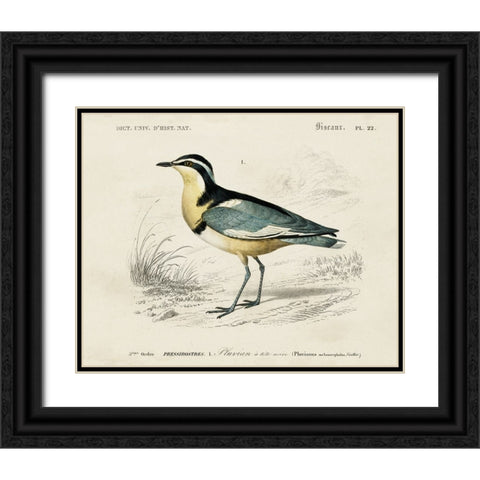 dOrbigny Seabird I Black Ornate Wood Framed Art Print with Double Matting by DOrbigny, M. Charles