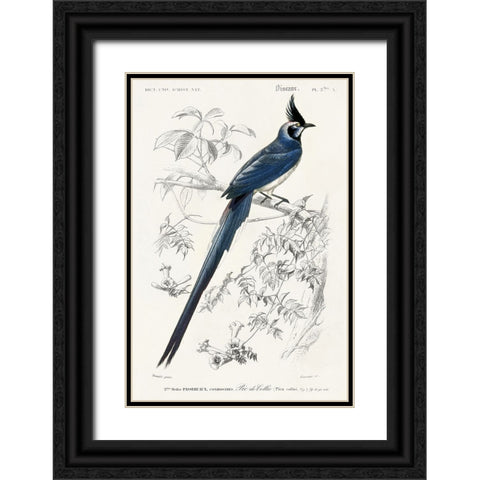 dOrbigny Exotic Bird IV Black Ornate Wood Framed Art Print with Double Matting by Redoute, Pierre