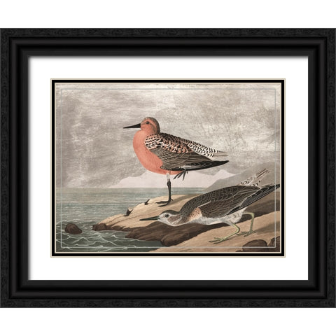 Gilded Sandpipers I Black Ornate Wood Framed Art Print with Double Matting by Audubon, John James