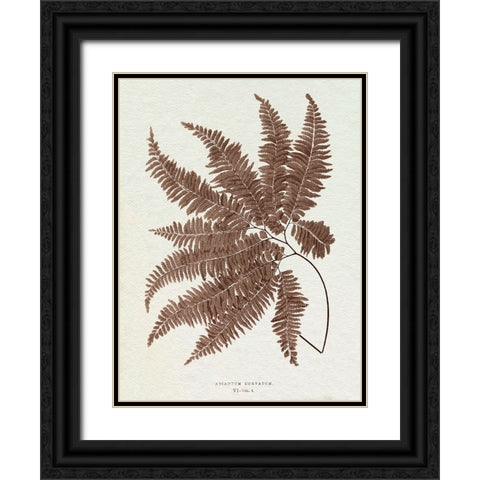 Lowe Sepia Fern II Black Ornate Wood Framed Art Print with Double Matting by Lowe, E.J.