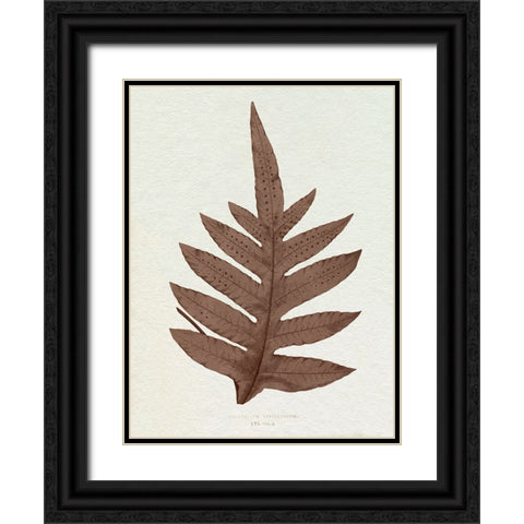 Lowe Sepia Fern IV Black Ornate Wood Framed Art Print with Double Matting by Lowe, E.J.