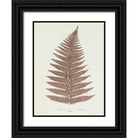 Lowe Sepia Fern VI Black Ornate Wood Framed Art Print with Double Matting by Lowe, E.J.