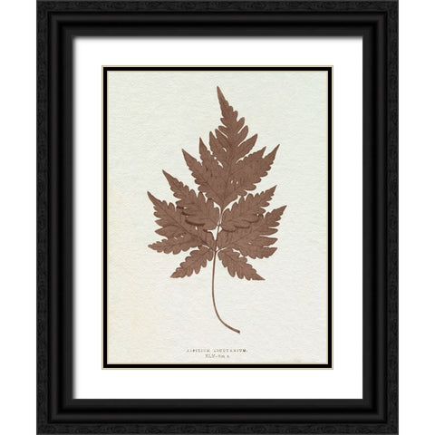 Lowe Sepia Fern VII Black Ornate Wood Framed Art Print with Double Matting by Lowe, E.J.