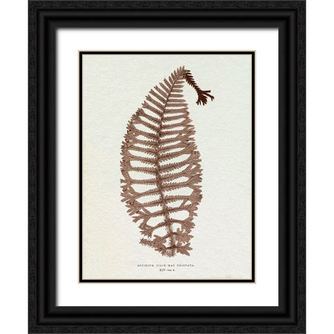 Lowe Sepia Fern X Black Ornate Wood Framed Art Print with Double Matting by Lowe, E.J.
