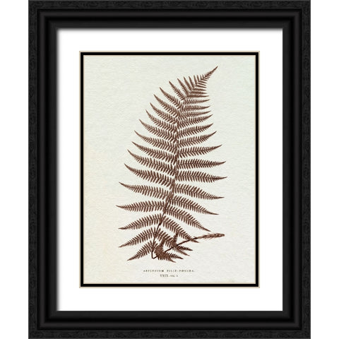 Lowe Sepia Fern XI Black Ornate Wood Framed Art Print with Double Matting by Lowe, E.J.