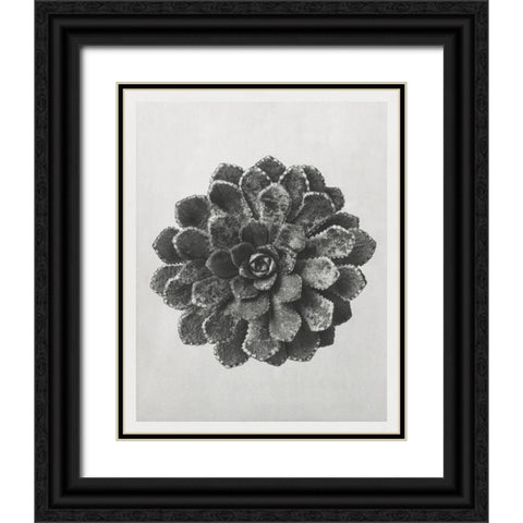 Blossfeldt Rosette I Black Ornate Wood Framed Art Print with Double Matting by Blossfeldt, Karl