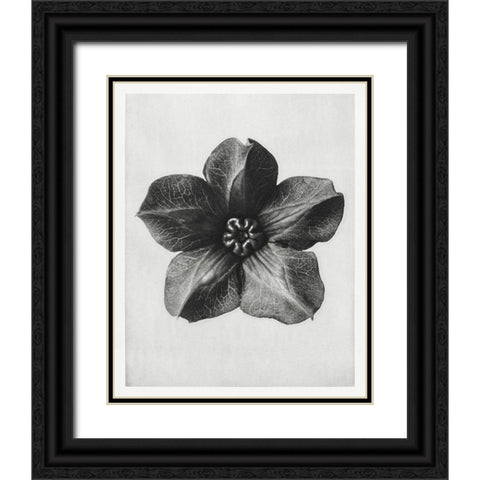 Blossfeldt Rosette II Black Ornate Wood Framed Art Print with Double Matting by Blossfeldt, Karl