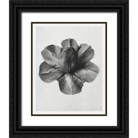 Blossfeldt Rosette III Black Ornate Wood Framed Art Print with Double Matting by Blossfeldt, Karl