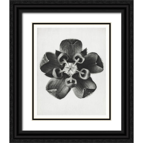 Blossfeldt Rosette IV Black Ornate Wood Framed Art Print with Double Matting by Blossfeldt, Karl