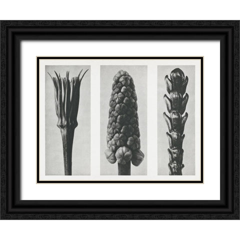 Blossfeldts Triptych I Black Ornate Wood Framed Art Print with Double Matting by Blossfeldt, Karl