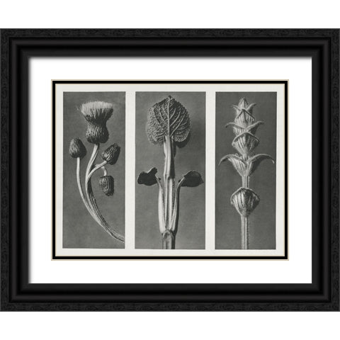 Blossfeldts Triptych II Black Ornate Wood Framed Art Print with Double Matting by Blossfeldt, Karl
