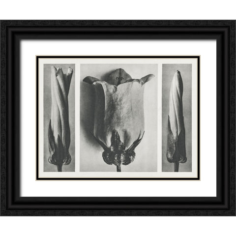 Blossfeldts Triptych III Black Ornate Wood Framed Art Print with Double Matting by Blossfeldt, Karl