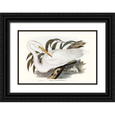 Majestic Waterbird I Black Ornate Wood Framed Art Print with Double Matting by Gould, Elizabeth
