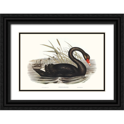 Majestic Waterbird III Black Ornate Wood Framed Art Print with Double Matting by Gould, Elizabeth