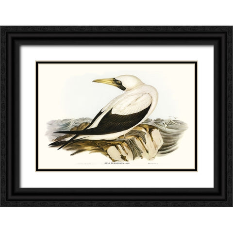 Majestic Waterbird VI Black Ornate Wood Framed Art Print with Double Matting by Gould, Elizabeth