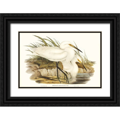Waterbird Pairing I Black Ornate Wood Framed Art Print with Double Matting by Gould, Elizabeth