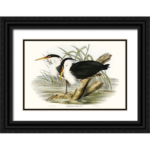 Waterbird Pairing II Black Ornate Wood Framed Art Print with Double Matting by Gould, Elizabeth