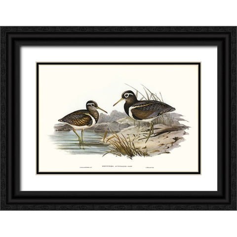 Waterbird Pairing III Black Ornate Wood Framed Art Print with Double Matting by Gould, Elizabeth