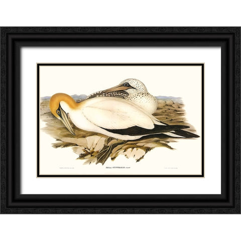 Waterbird Pairing VI Black Ornate Wood Framed Art Print with Double Matting by Gould, Elizabeth