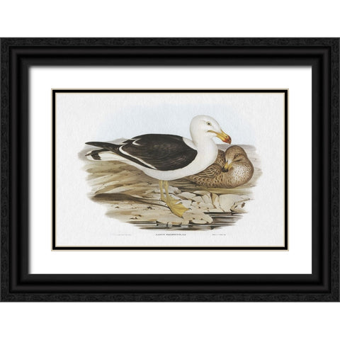 Seabird Pairing I Black Ornate Wood Framed Art Print with Double Matting by Gould, Elizabeth