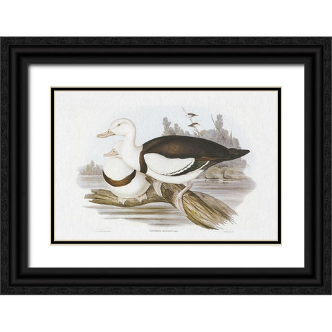 Seabird Pairing II Black Ornate Wood Framed Art Print with Double Matting by Gould, Elizabeth