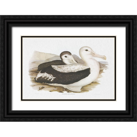 Seabird Pairing III Black Ornate Wood Framed Art Print with Double Matting by Gould, Elizabeth