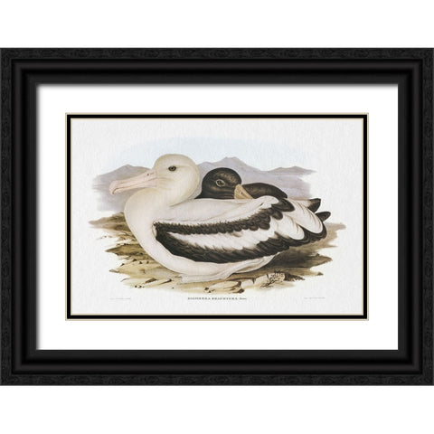 Seabird Pairing IV Black Ornate Wood Framed Art Print with Double Matting by Gould, Elizabeth
