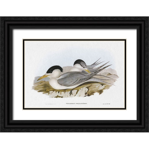 Seabird Pairing V Black Ornate Wood Framed Art Print with Double Matting by Gould, Elizabeth