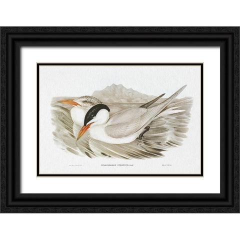 Seabird Pairing VI Black Ornate Wood Framed Art Print with Double Matting by Gould, Elizabeth