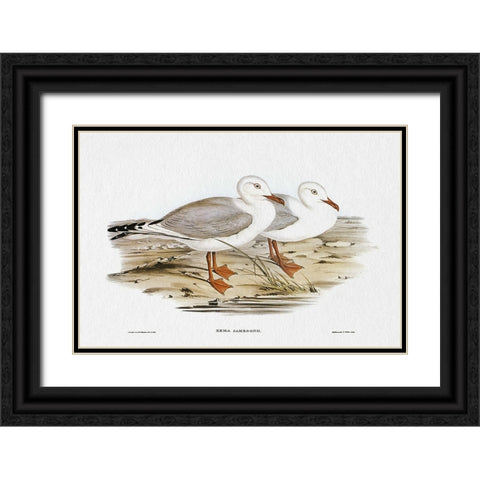 Seabird Pairing VII Black Ornate Wood Framed Art Print with Double Matting by Gould, Elizabeth
