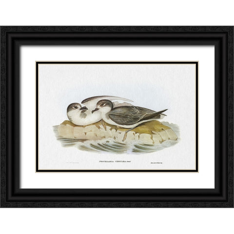 Seabird Pairing VIII Black Ornate Wood Framed Art Print with Double Matting by Gould, Elizabeth